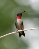 Male Ruby-throated hummingbird IMGP7040a.jpg
