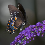 Spicebush Swallowtail IMGP7314a.jpg
