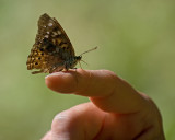 Hackberry Butterfly IMGP9518.jpg