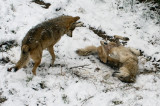 Mexican Wolves IMGP0687.jpg