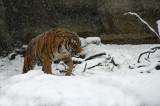 Malayan Tiger IMGP0836a.jpg