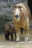 Takin and calf IMGP0188.jpg