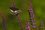 DA300 Male Black Swallowtail IMGP2395.jpg