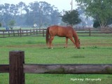 Morning snack in the pasture