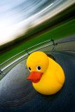 Spinny Duck