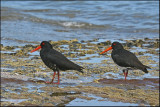 Variable Oyster Catchers