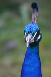 Peacock at Shakespear Bay