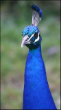 Peacock at Shakespear Bay