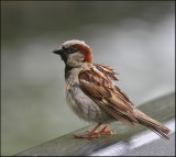 Sparrow at Western Springs