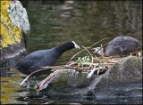 Coot feeding her baby
