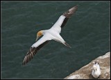 Gannet in Flight