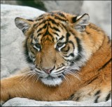 Sumatran Tiger Cub @ 8 months