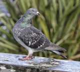 Pigeon at Long Bay.jpg
