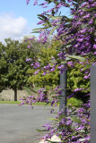 Purple at Matua Valley Wines