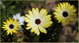 Lemon Symphony� Osteospermums