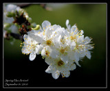 Spring Blossoms - Hurrah - Spring is here in NZ