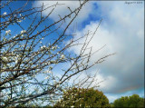 Apple Tree in Blossom