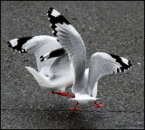 Seagulls fighting over the bread in our driveway