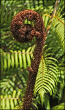 Silver Fern Frond Opening