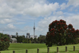 Sky Tower from the Domain