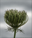 Carrot Weed / Queen Annes Lace