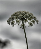 Queen Anne Lace - or Carrot Weed