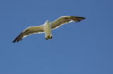 Black Backed Gull