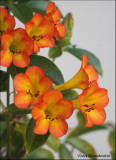 Vireya Rhododendron - Simbu Sunset