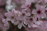 Spring Flowers