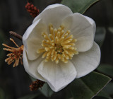 Small Magnolia hedge flowers