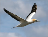 Gannet in Flight