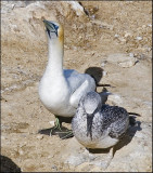 Mother Gannet and child