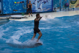 Dolphin in a surfing board role