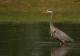 grand heron