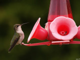 colibri a gorge rubie