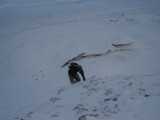 Vífilsfell 07.0107 029.jpg