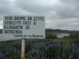 DSC08215.JPG