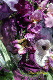 DSC_0178 copie.jpg