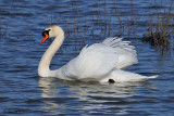  Mute Swan 23