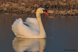  Mute Swan 24