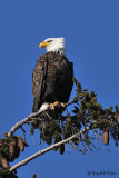   Bald Eagle 16