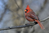  Northern Cardinal 1