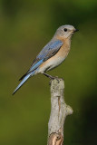  Eastern Blue Bird 1
