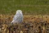  Snowy Owl 2