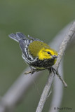  Black - throated Green Warbler 1