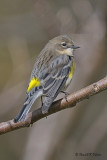  Yellow - rumped Warbler  2