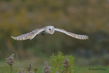  Barn Owl  5  ( captive )