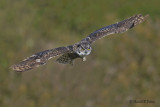 Great Horned Owl  14  ( captive )