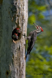   Pileated Woodpecker   4