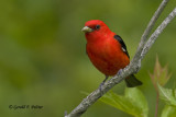   Scarlet Tanager   3